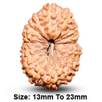 Bhumi Devi Rudraksha